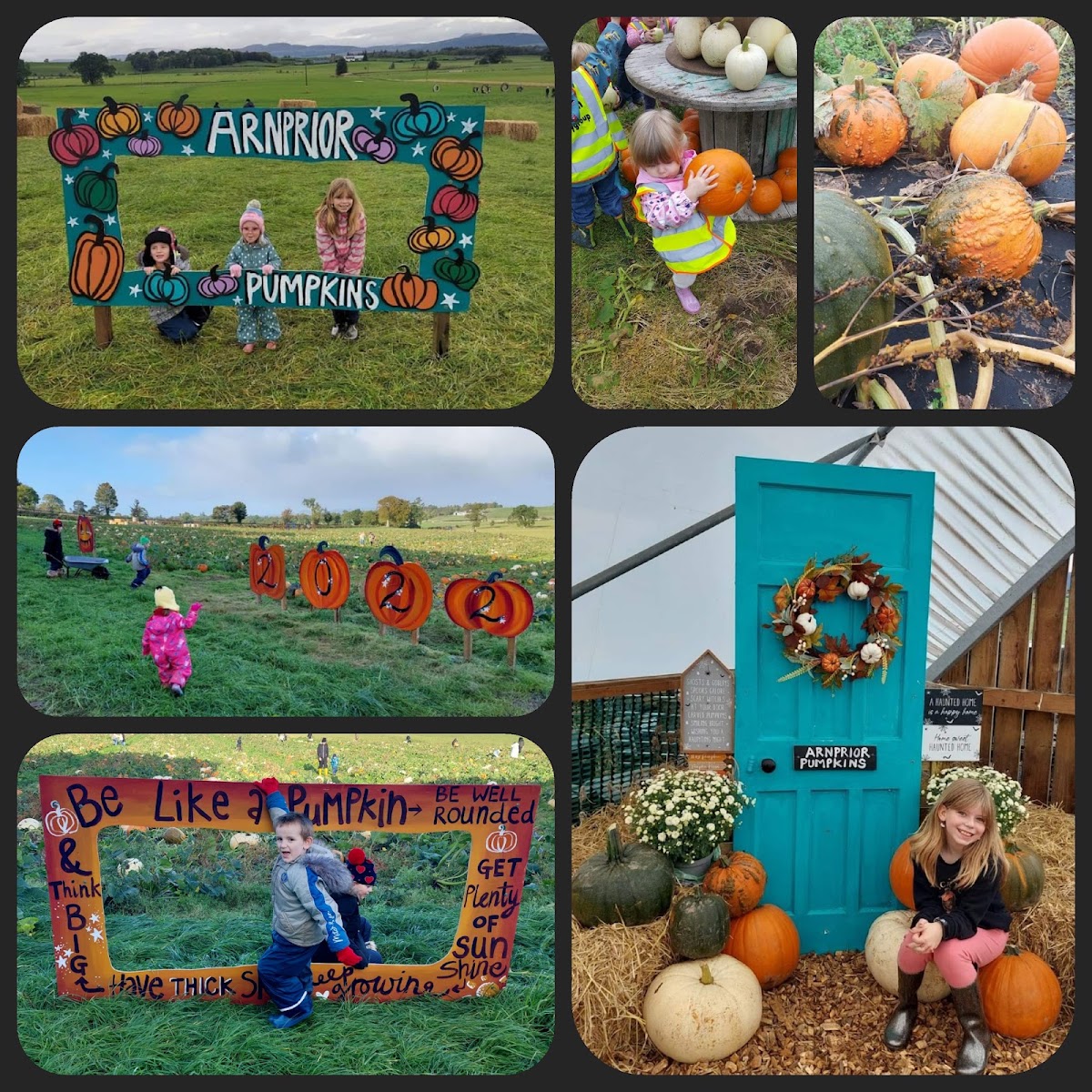 Arnprior Farm — pumpkin patch photo 5