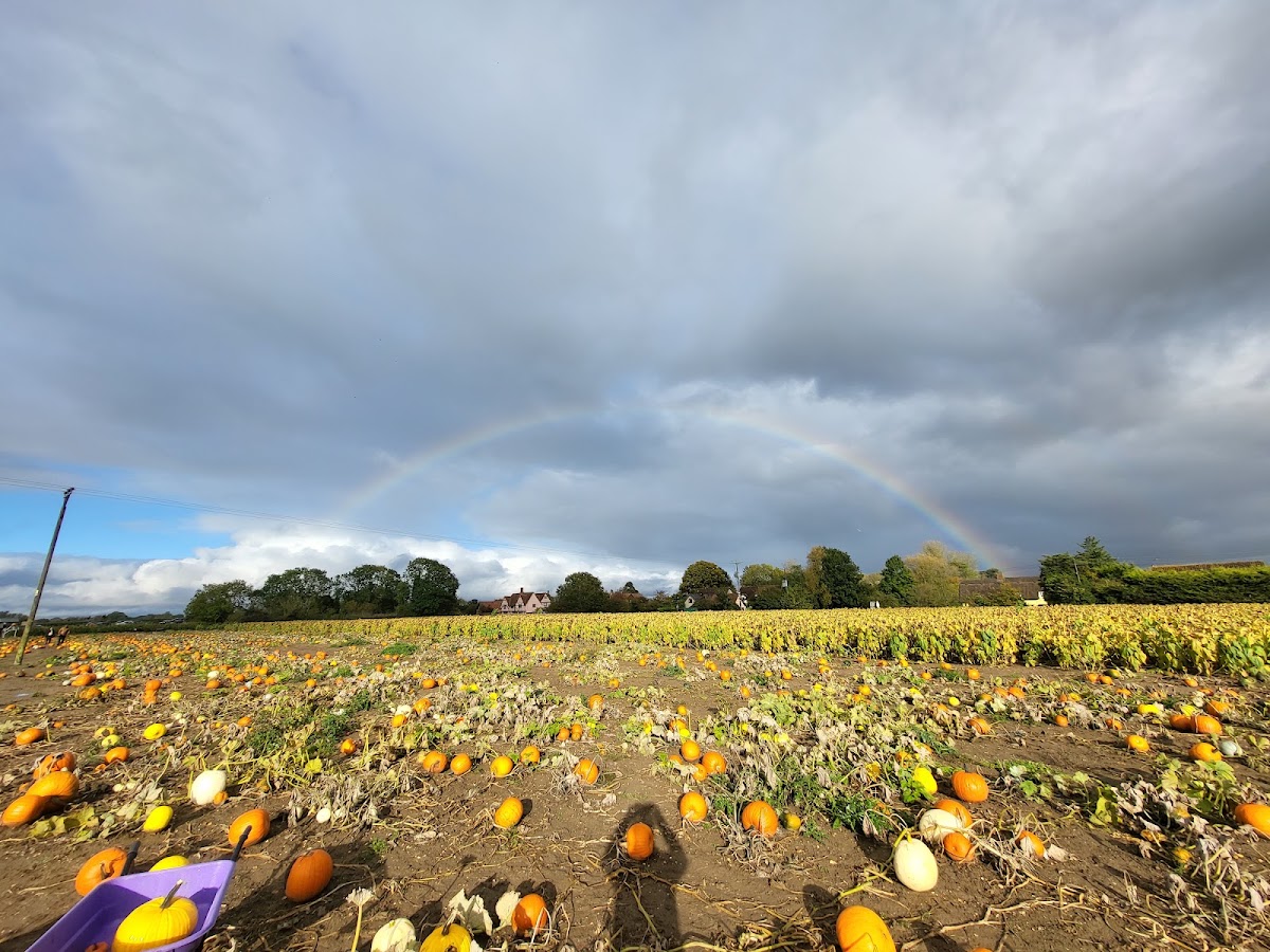 Frog's Farm Pumpkin Patch — pumpkin patch photo 2