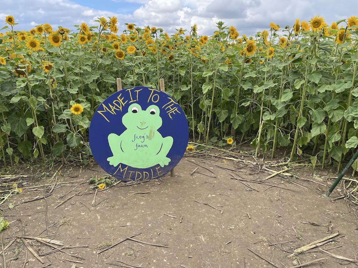 Frog's Farm Pumpkin Patch — pumpkin patch photo 3