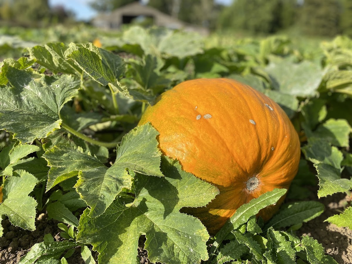 Pumpkin Barn