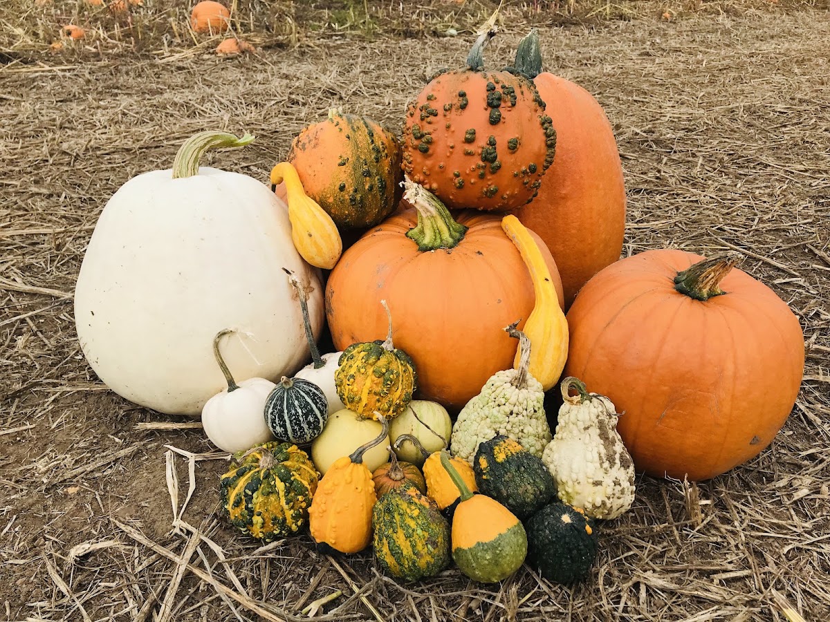 Rougham Pumpkin Patch — pumpkin patch photo 3