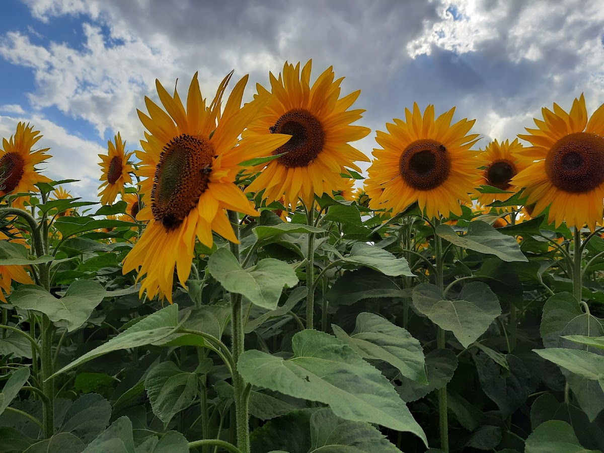 Rougham Pumpkin Patch — pumpkin patch photo 4