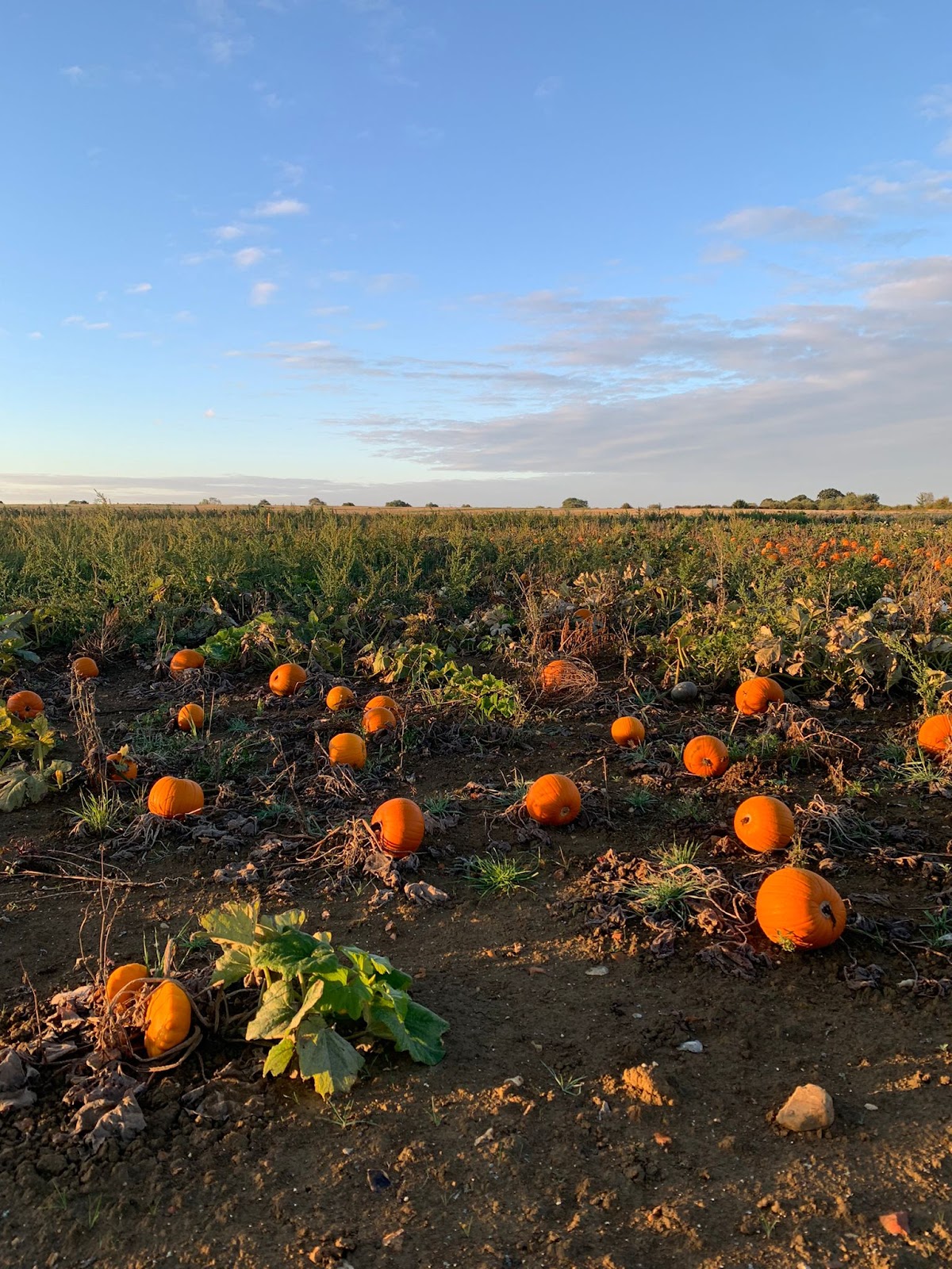 Ruffins Farm PYO Pumpkins