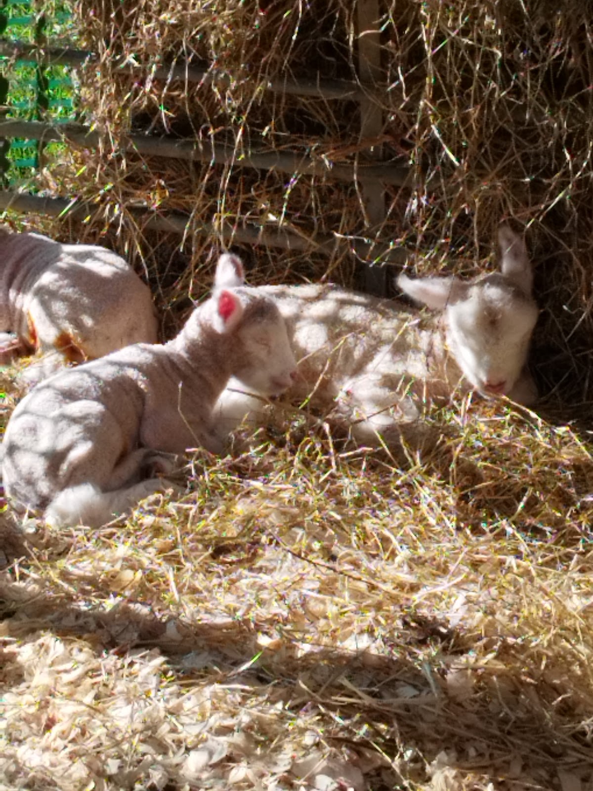 Ruffins Farm PYO Pumpkins — pumpkin patch photo 2