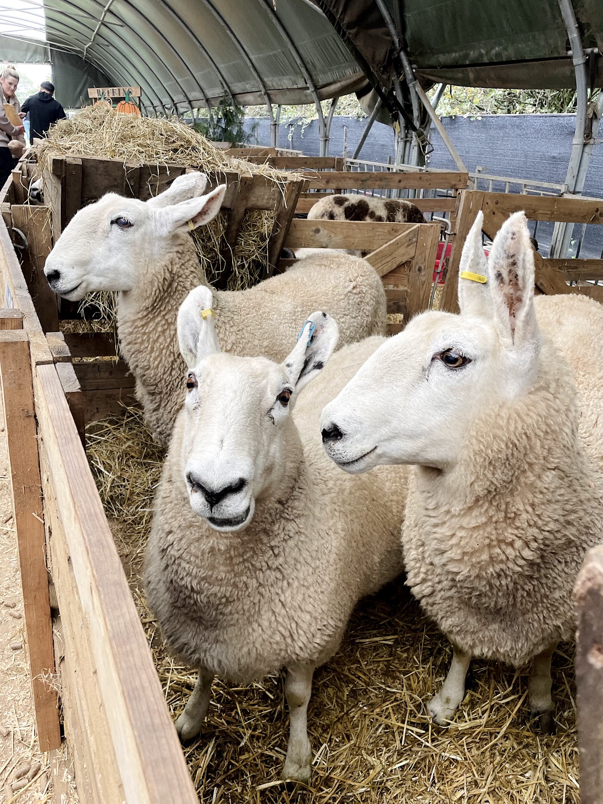 Ruffins Farm PYO Pumpkins — pumpkin patch photo 3