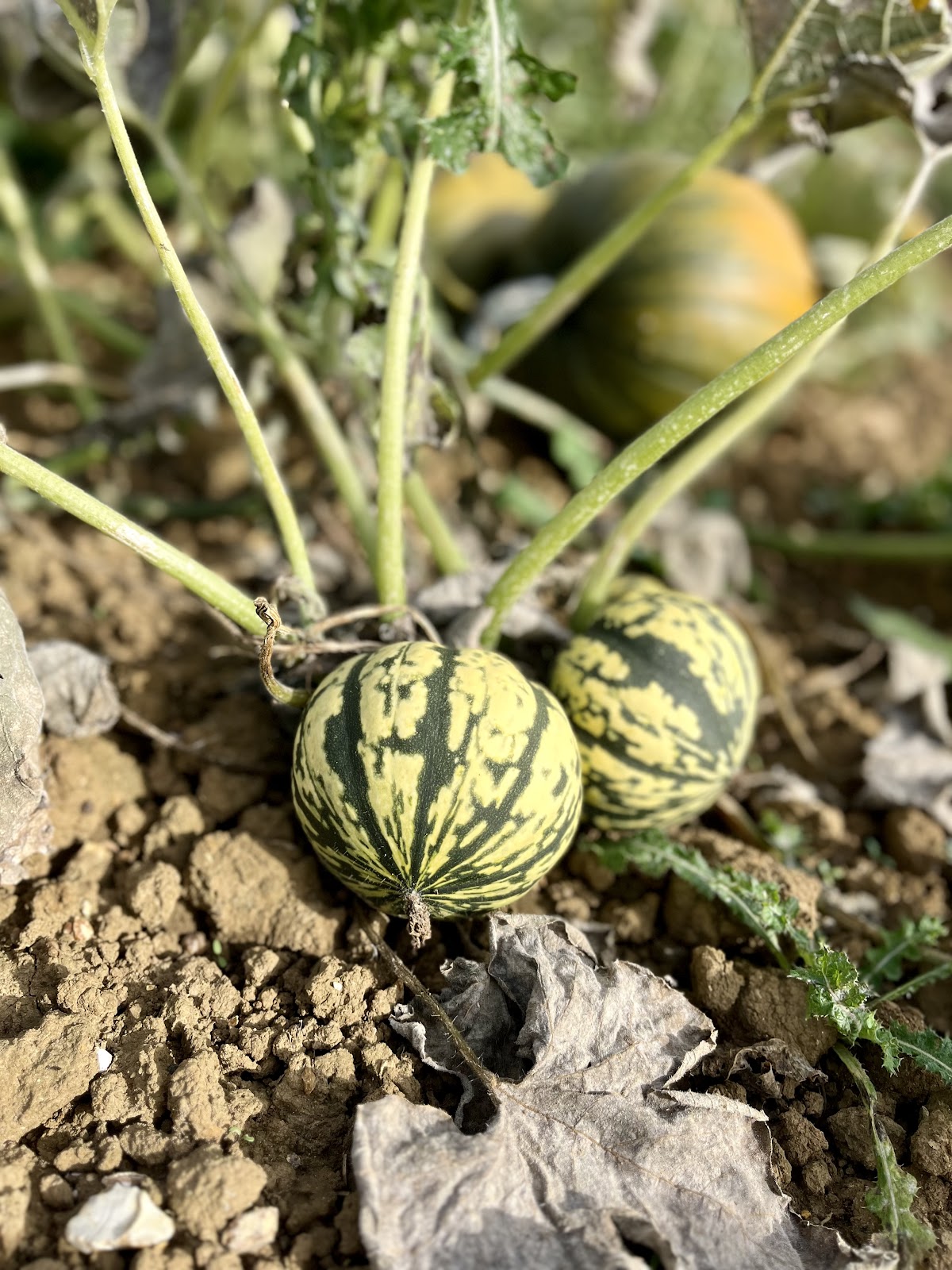 Ruffins Farm PYO Pumpkins — pumpkin patch photo 5