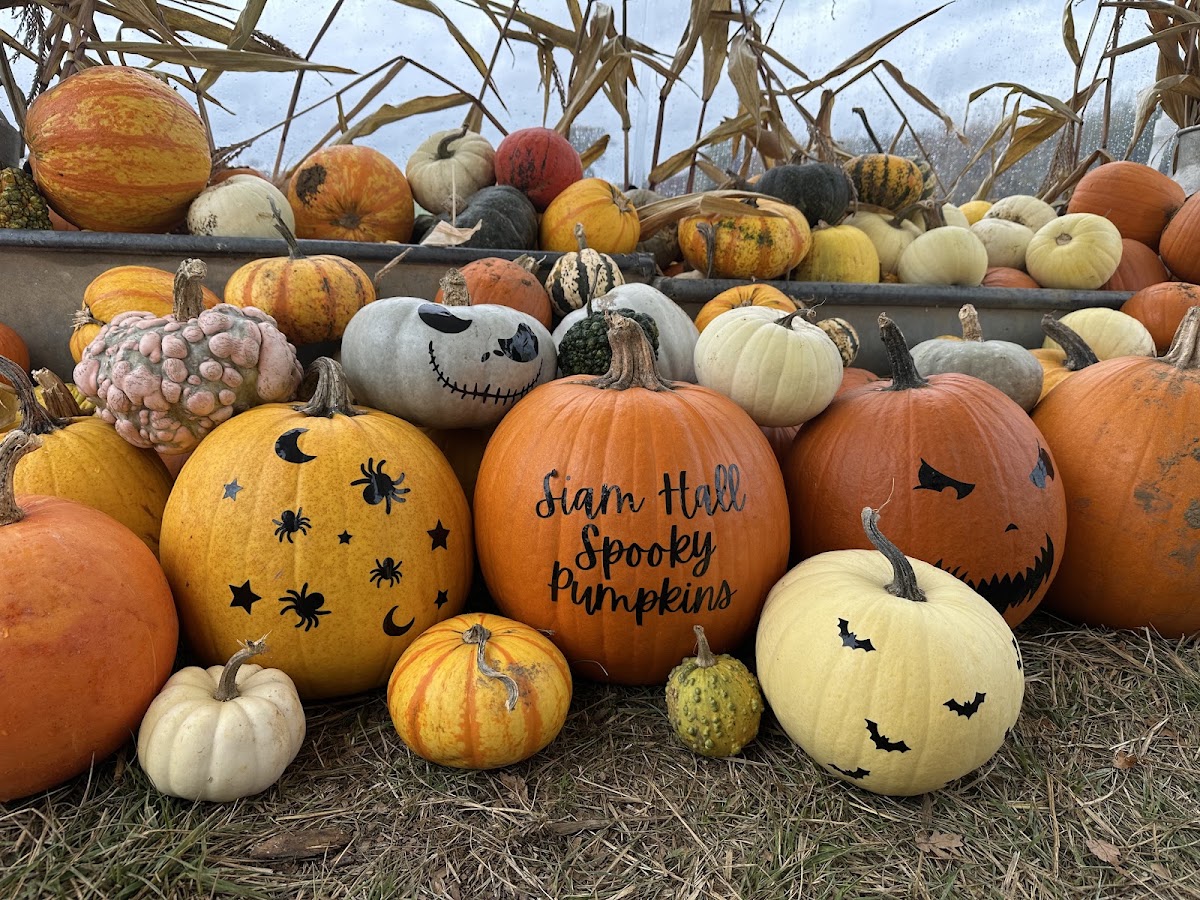 Siam Hall Spooky Pumpkins