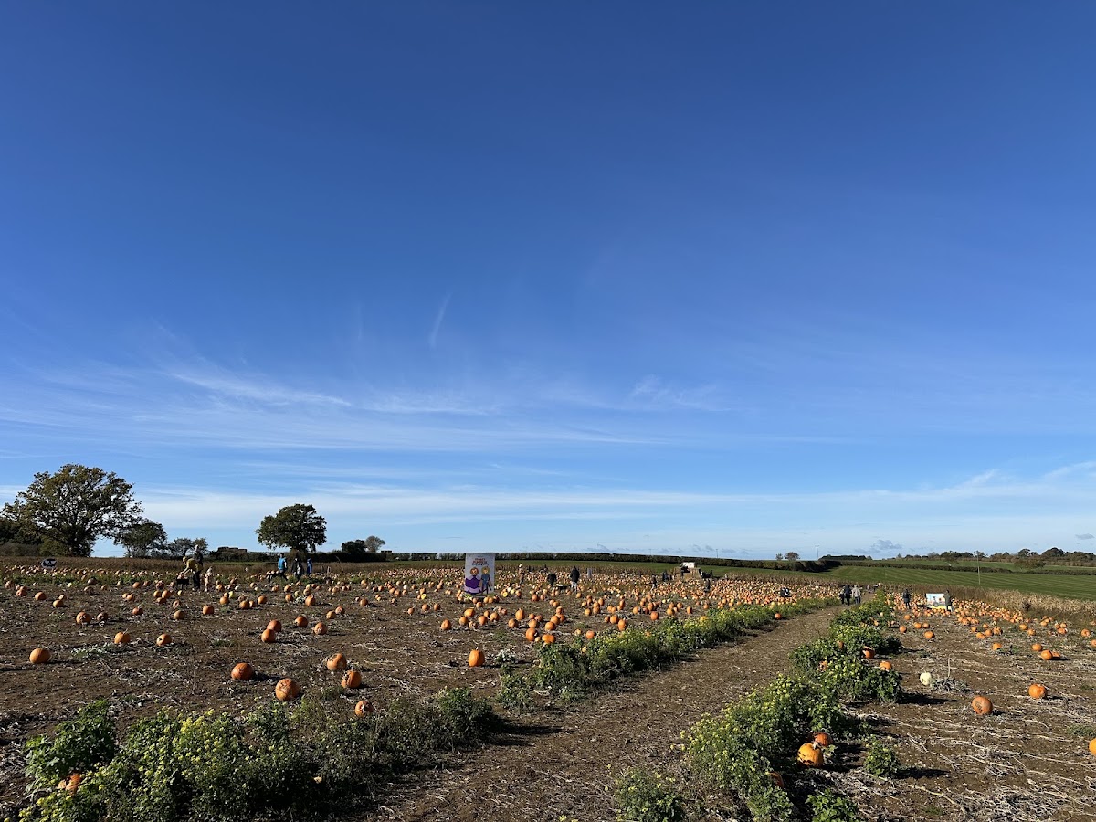 Siam Hall Spooky Pumpkins — pumpkin patch photo 3