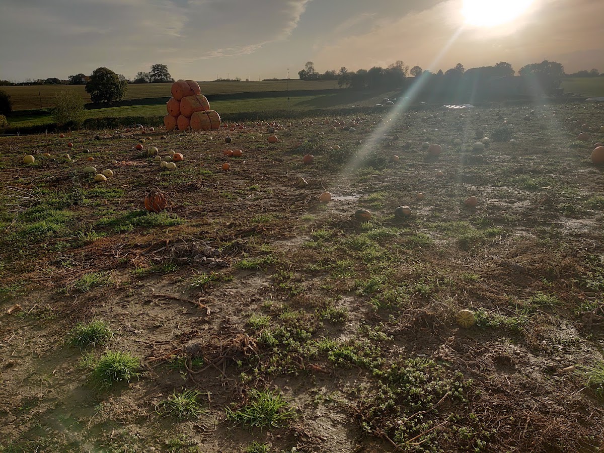 Siam Hall Spooky Pumpkins — pumpkin patch photo 4