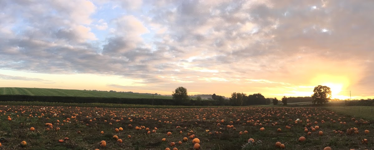 Siam Hall Spooky Pumpkins — pumpkin patch photo 5