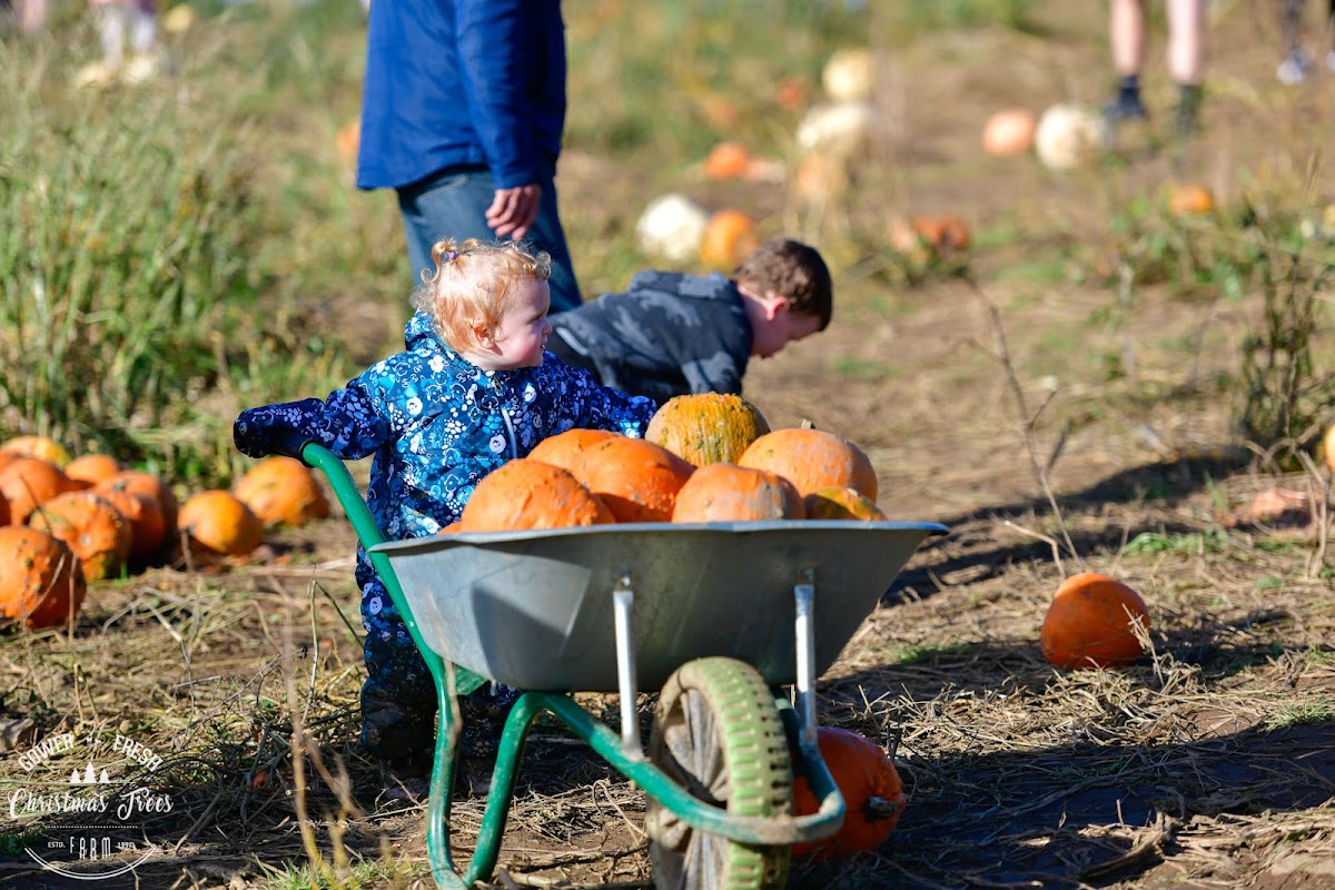 Gower Fresh Christmas Trees — pumpkin patch photo 2