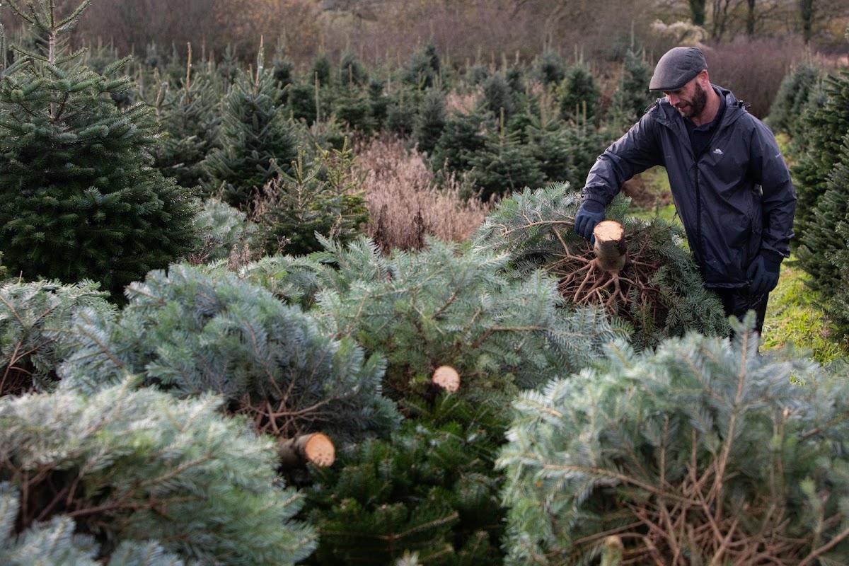 Gower Fresh Christmas Trees — pumpkin patch photo 3