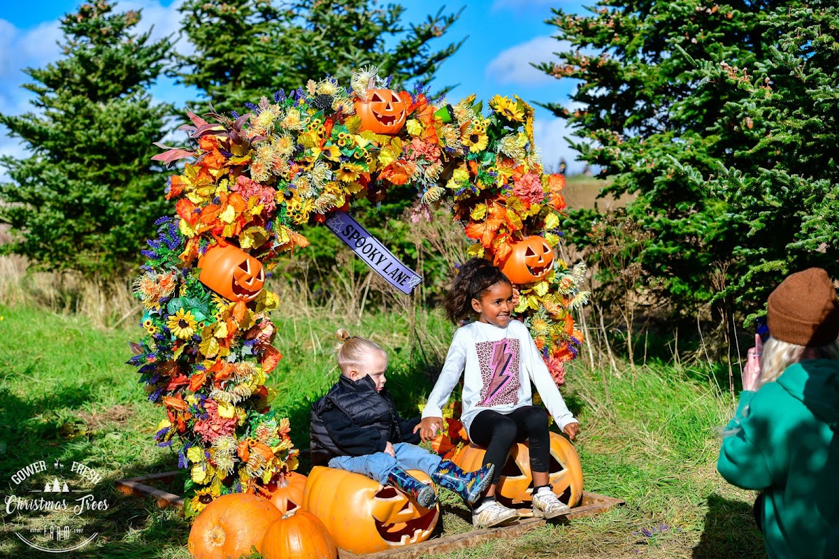 Gower Fresh Christmas Trees — pumpkin patch photo 4