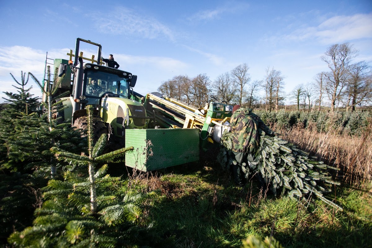 Gower Fresh Christmas Trees — pumpkin patch photo 5