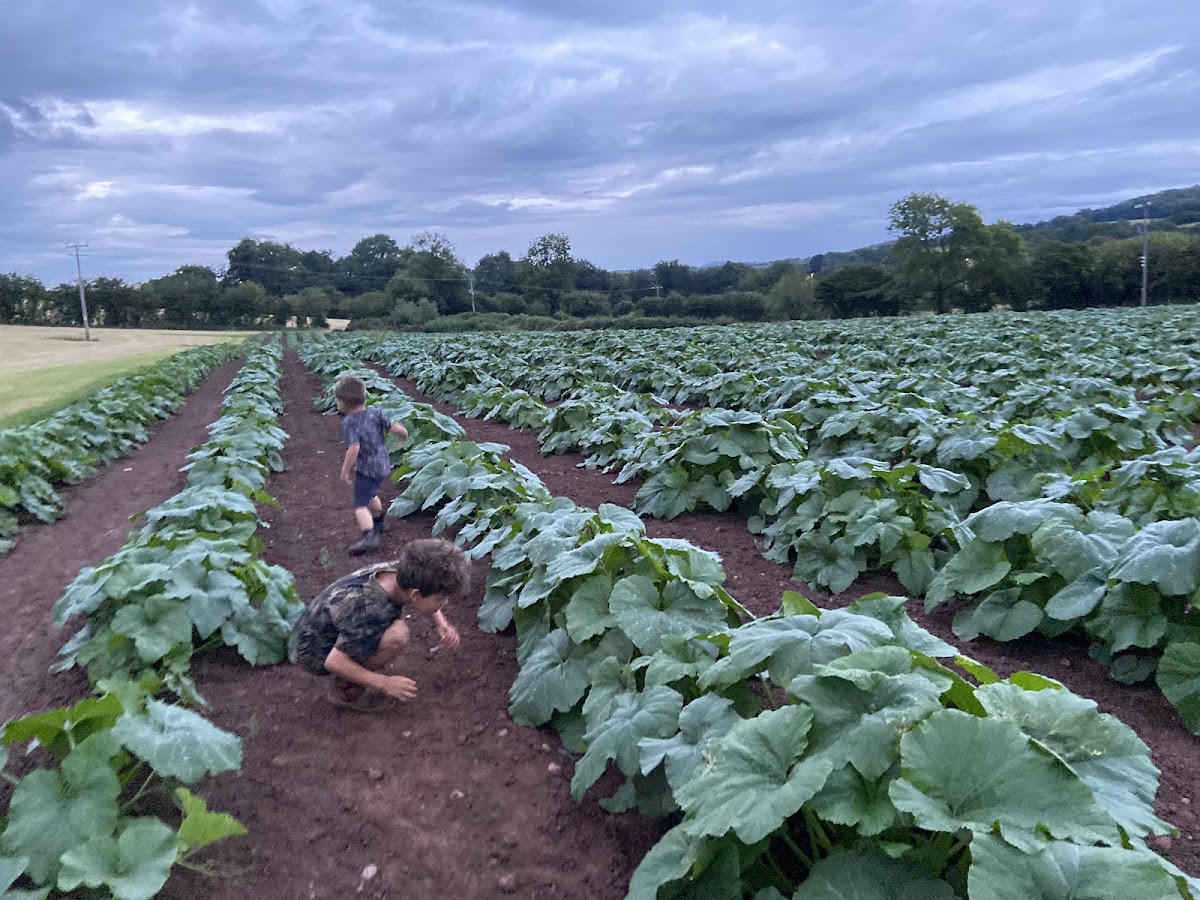 Ty Poeth Farm Pumpkin Pick — pumpkin patch photo 3