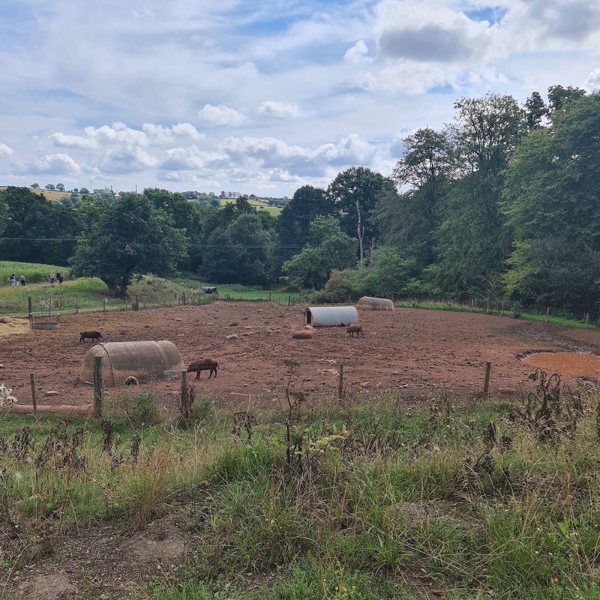 Ty Poeth Farm Pumpkin Pick — pumpkin patch photo 4