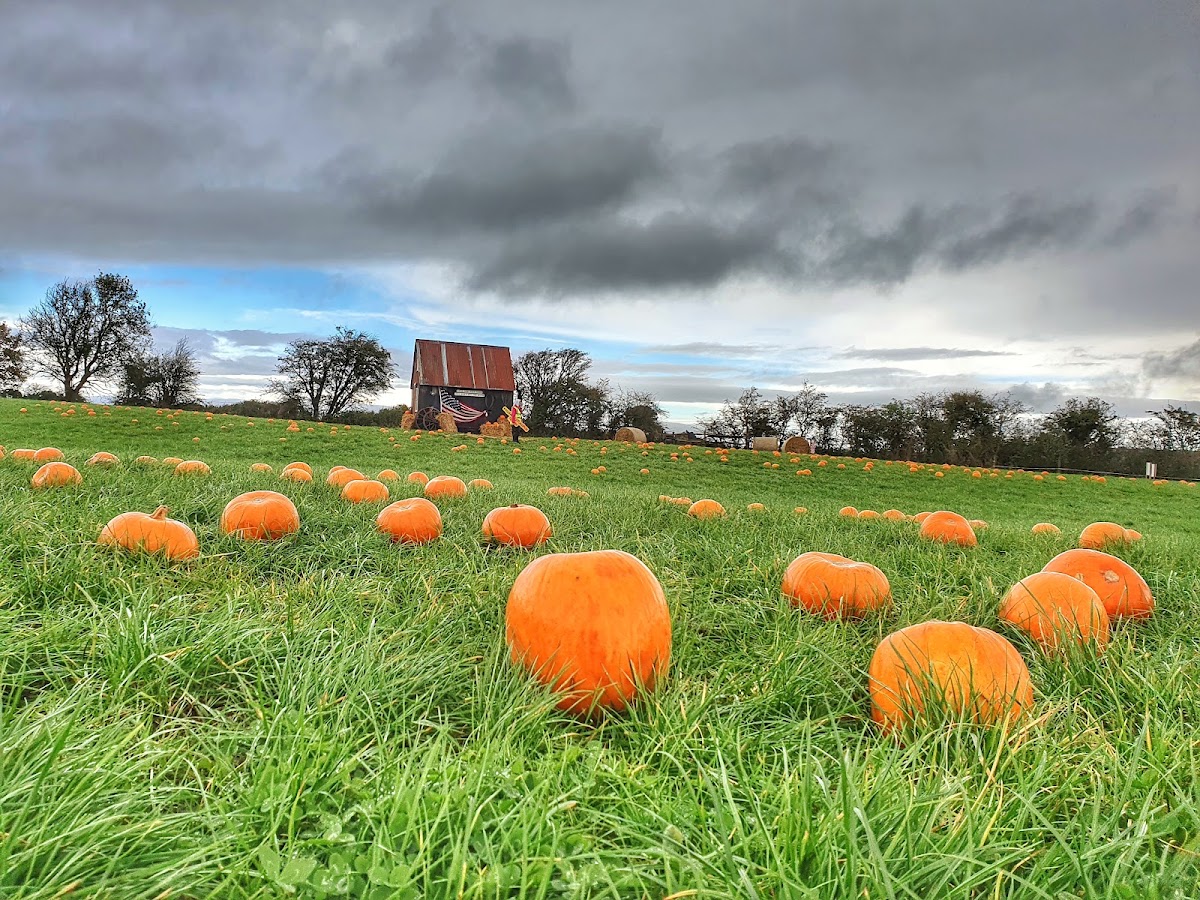 Maxwell's Pumpkin Patch
