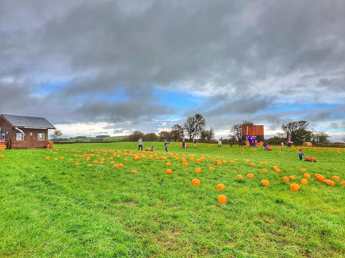 Maxwell's Pumpkin Patch — pumpkin patch photo 2