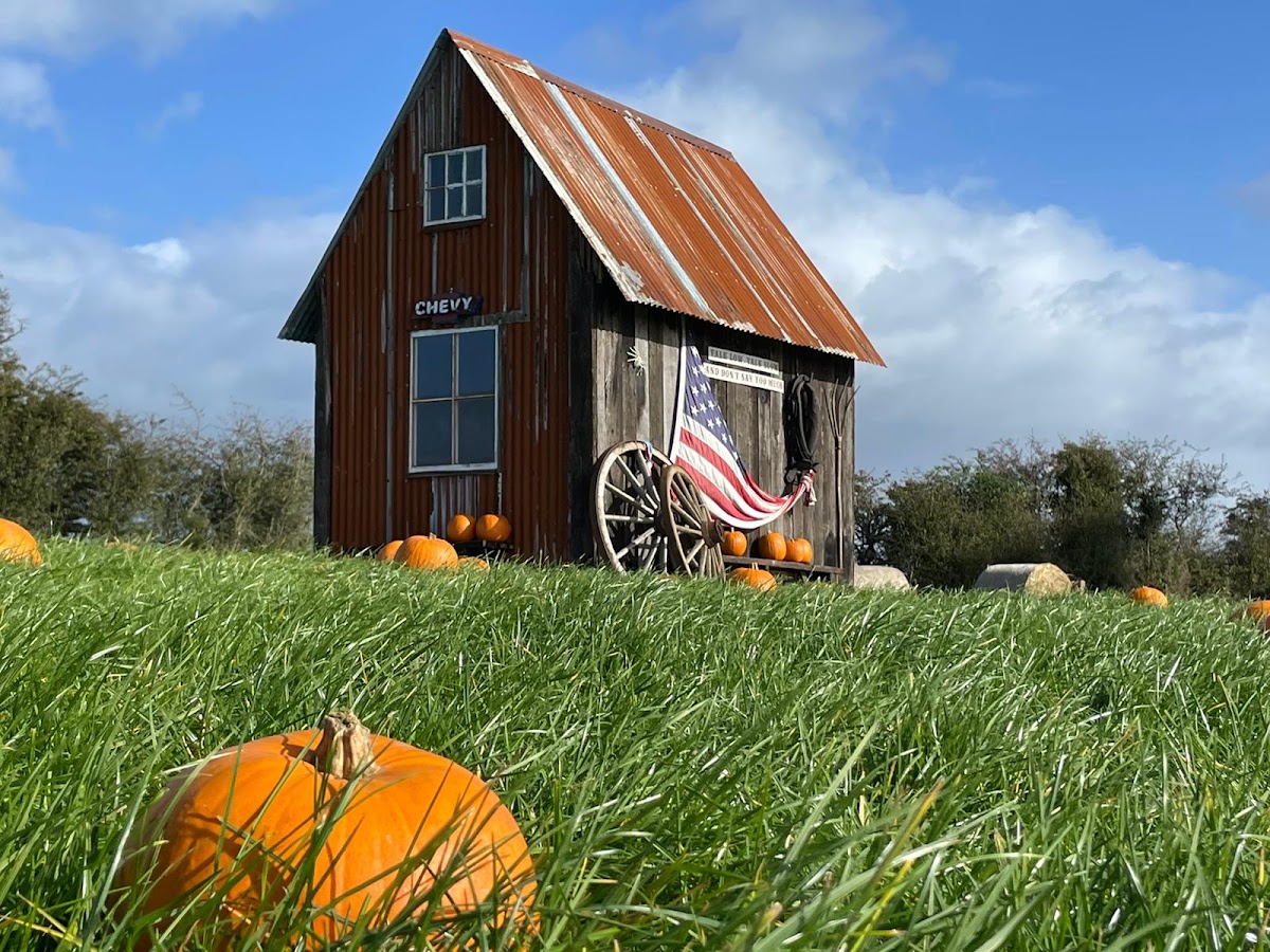 Maxwell's Pumpkin Patch — pumpkin patch photo 3