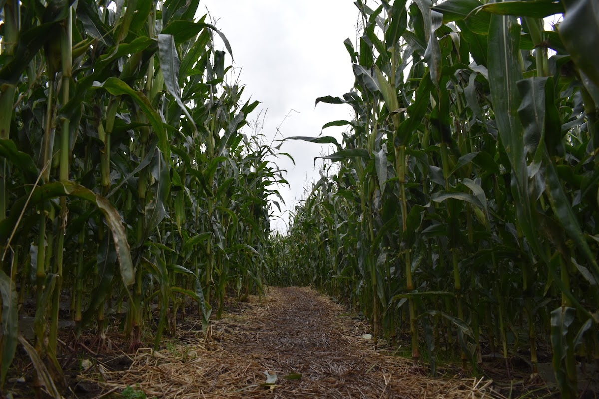 Maxwell's Pumpkin Patch — pumpkin patch photo 5