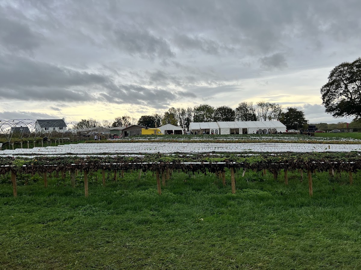 Vale Pick Your Own — pumpkin patch photo 3