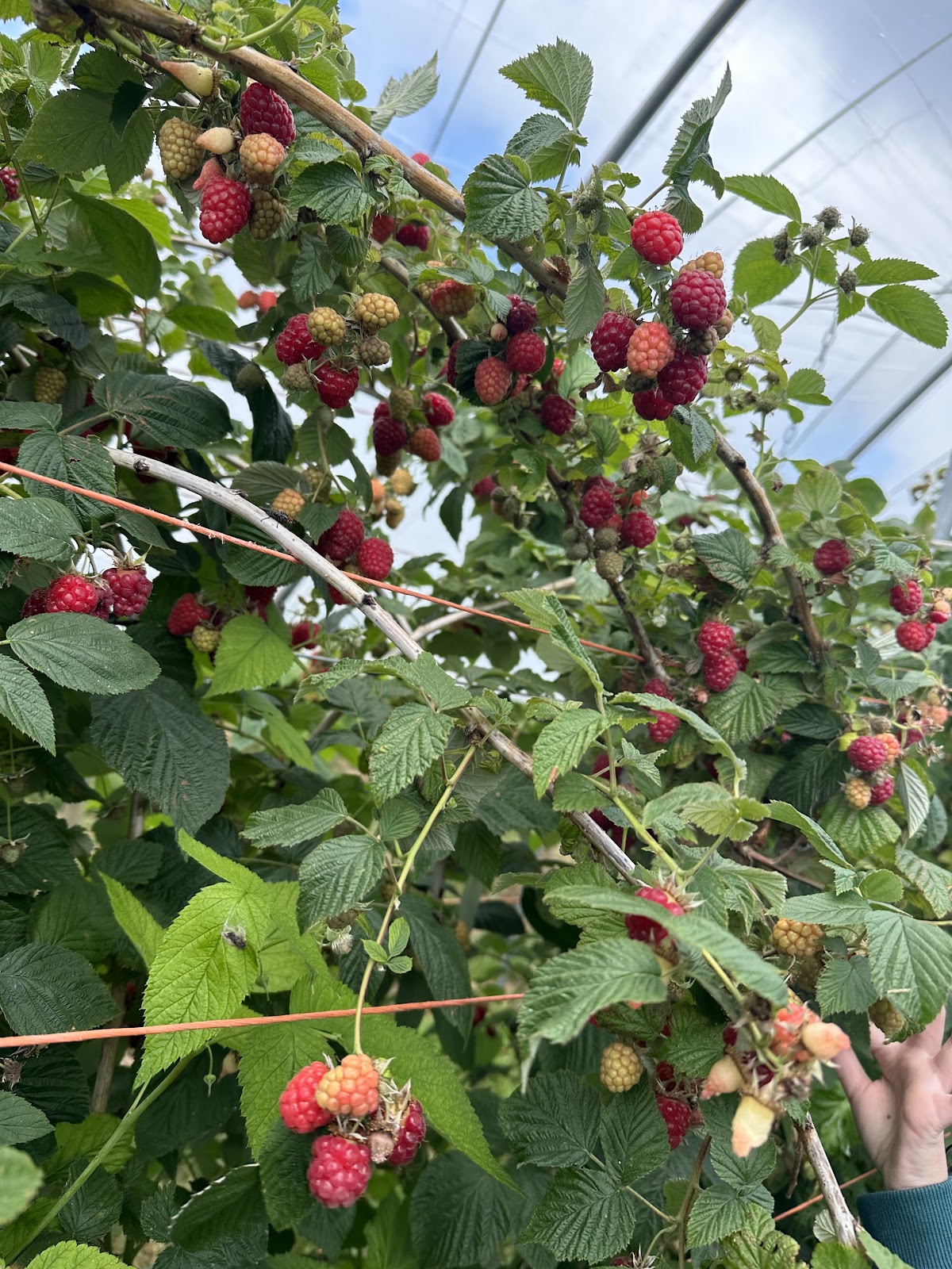 Vale Pick Your Own — pumpkin patch photo 4