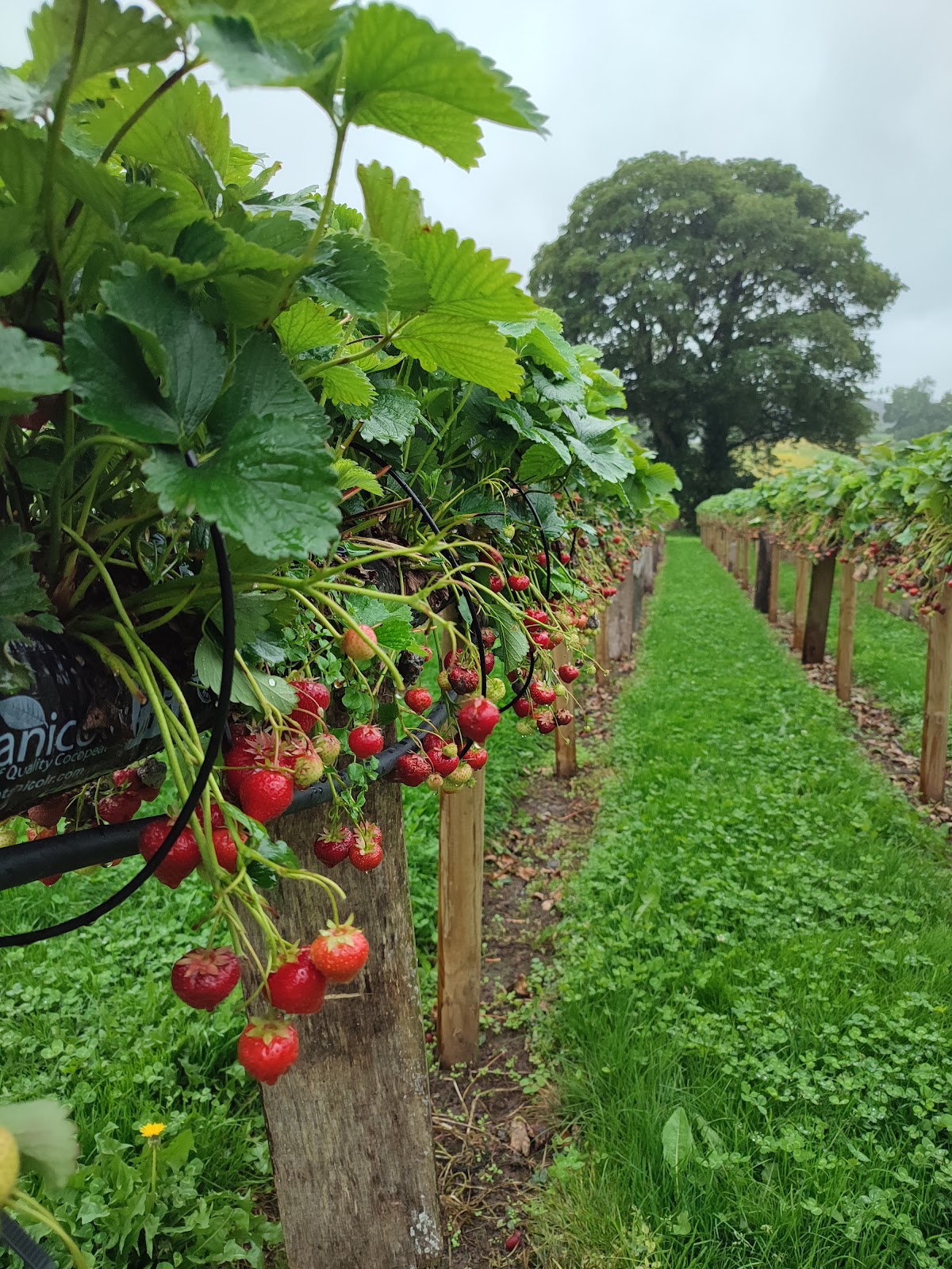 Vale Pick Your Own — pumpkin patch photo 5