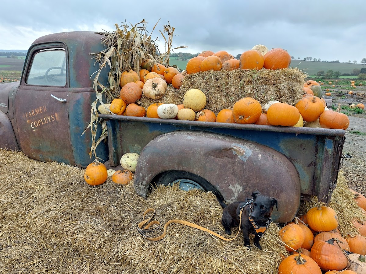 Farmer Copleys — pumpkin patch photo 3