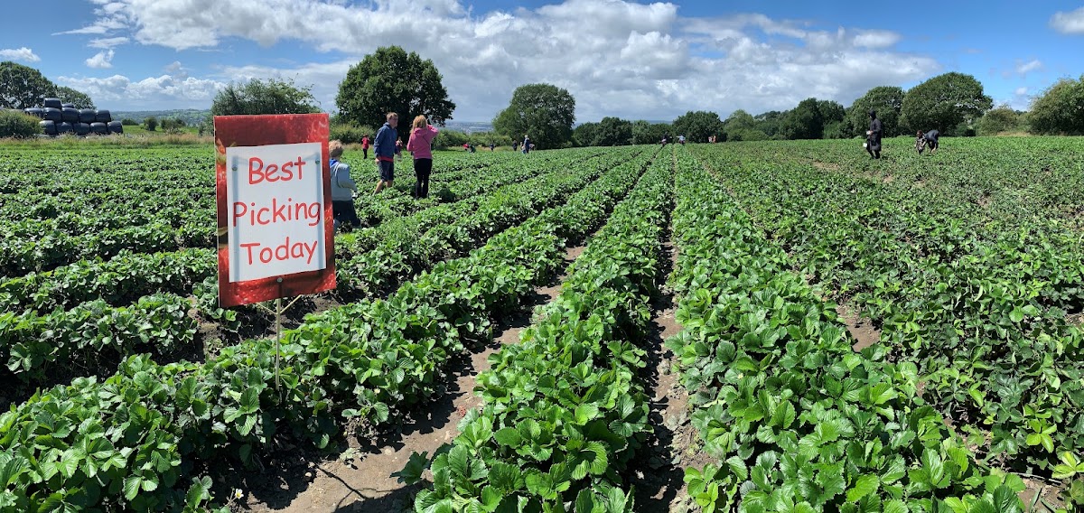 Horsforth Pick Your Own (Kemps Farm)