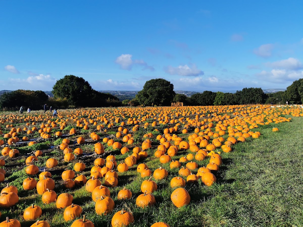 Horsforth Pick Your Own (Kemps Farm) — pumpkin patch photo 2