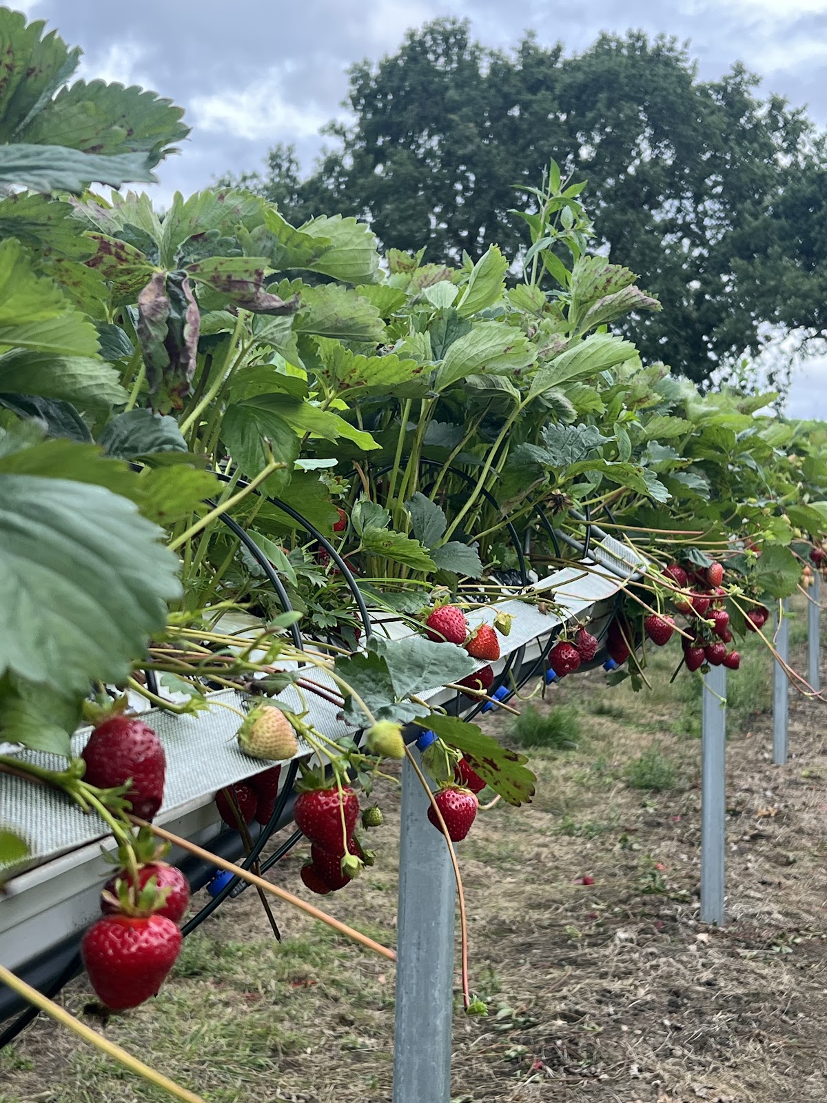 Horsforth Pick Your Own (Kemps Farm) — pumpkin patch photo 3
