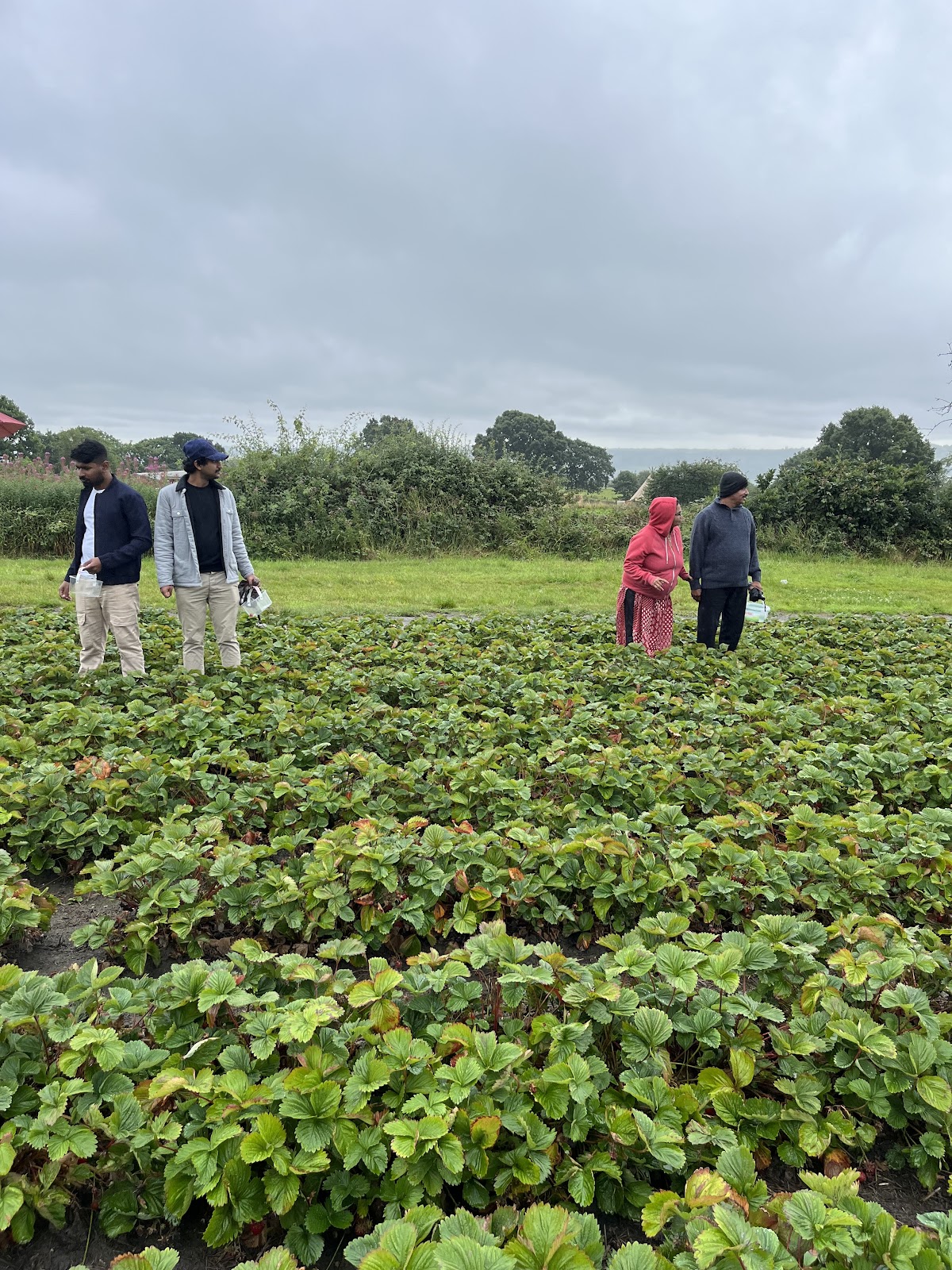Horsforth Pick Your Own (Kemps Farm) — pumpkin patch photo 4