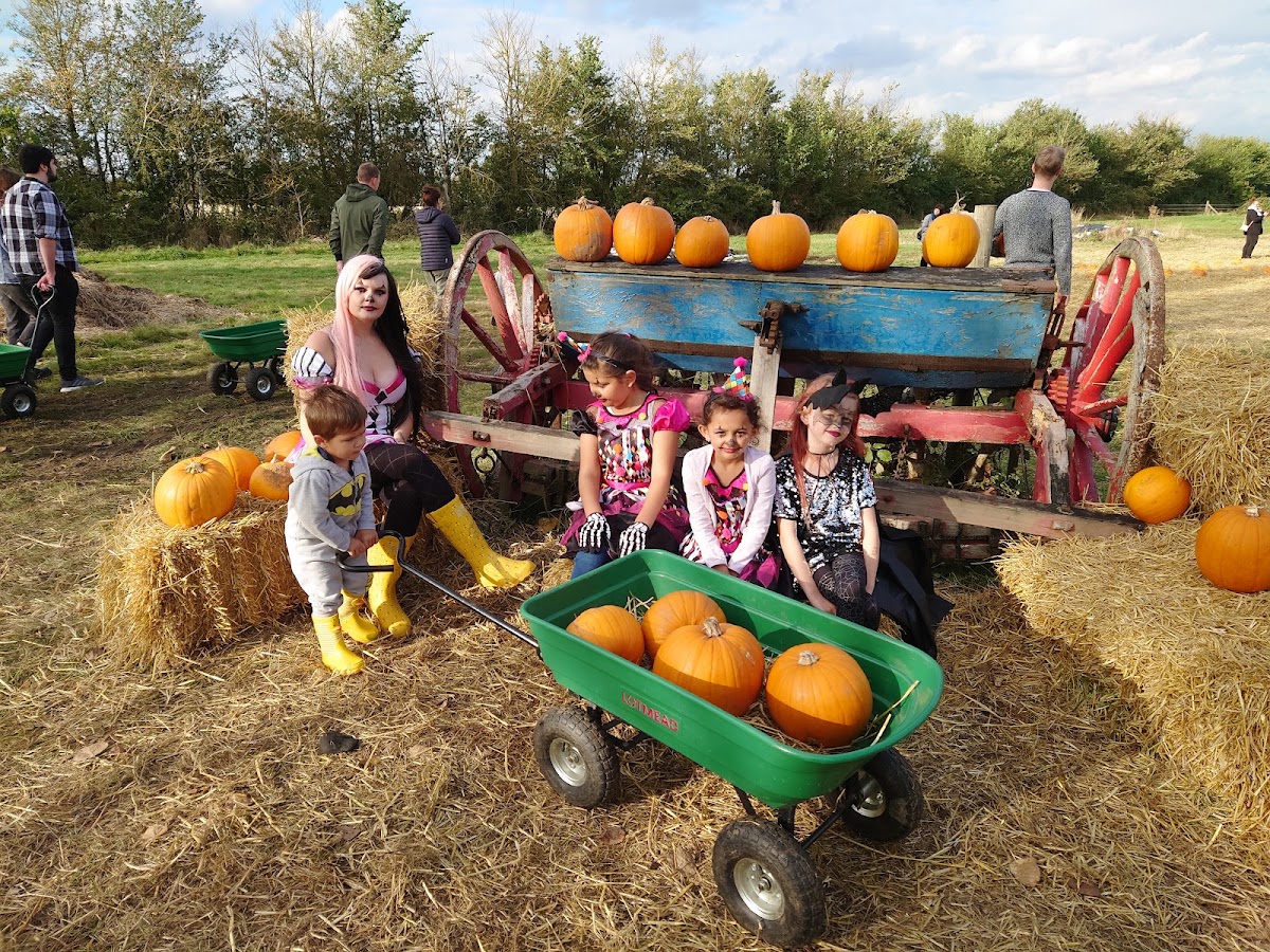 Lotmead Farm Pick Your Own — pumpkin patch photo 5