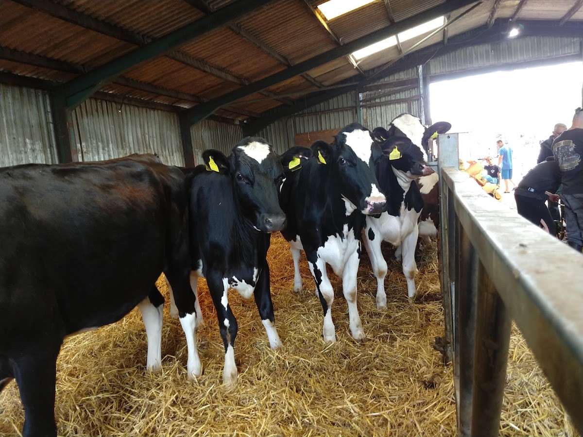Churchfields Farm — pumpkin patch photo 2